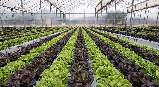 Why-Buy-An-Agricultural-Greenshouses